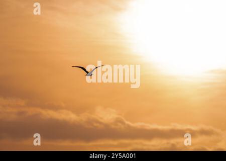 Flying Swan sagome di Sunrise Foto Stock