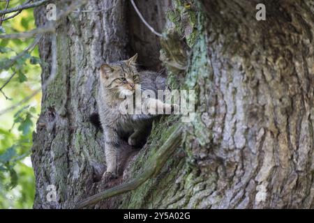 Wildcat si arrampica da una cavità di alberi Foto Stock