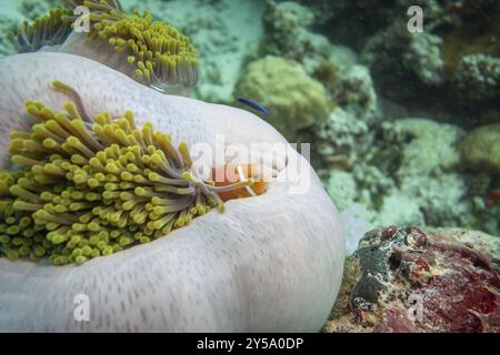 Skunk rosa clownfish, Maldive Foto Stock