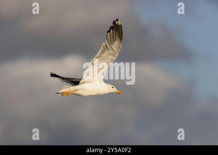 Gabbiano aringa (Larus fuscus) in volo sulla spiaggia di Juist, Isole Frisone Orientali, Germania, Europa Foto Stock