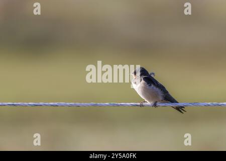 Fienile Swallow (Hirundo rustica) su una recinzione presso le paludi saline di Juist, Isole Frisone Orientali, Germania, Europa Foto Stock