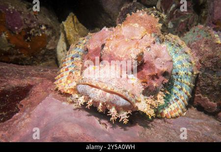 Pesce Scorpione, Myanmar, Asia Foto Stock