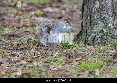 Scoiattolo grigio mangiare Foto Stock