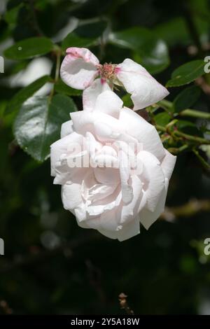 White Rose in piena fioritura Foto Stock