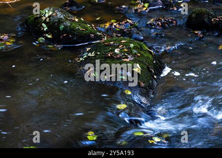 Foglie gialle e rocce cadute con muschio sullo sfondo del torrente della foresta Foto Stock