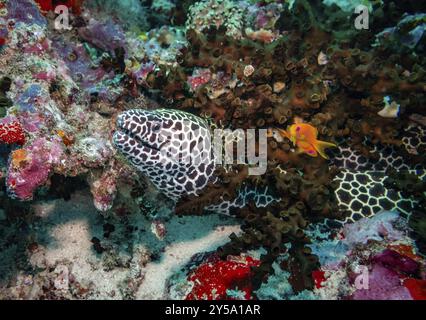 Anguilla Moray allacciata, Maldive, Asia Foto Stock