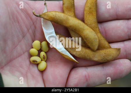 Semi di soia maturi in mano, baccelli nel campo di coltura, mietitura. Foto Stock