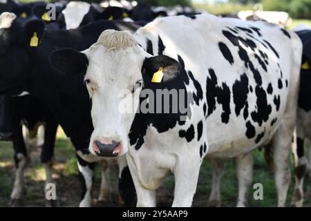 Mucca su un pascolo estivo. Mandria di mucche che pascolano nelle Alpi. Vacche Holstein al pascolo estivo. Mucca matura sul campo erboso. Mucche che mangiano erba al pascolo. Mucca Foto Stock