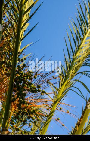 Piccoli giovani datteri verdi di una palma Foto Stock