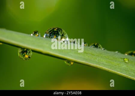 gocce di rugiada sulla lama della foto macro dell'erba Foto Stock