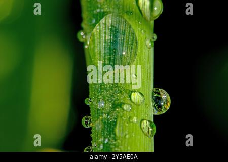 gocce di rugiada sulla lama della foto macro dell'erba Foto Stock