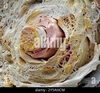 Ciglia. Micrografia elettronica a scansione colorata (SEM) di una frattura attraverso una ciglia. Un pelo cresce da un follicolo nello strato sottostante della pelle (il derma) che circonda l'occhio. La porzione di capelli che sporge dalla pelle è costituita da tessuto morto e cheratina proteica. Le ciglia proteggono l'occhio dai detriti. Sono sensibili all'essere toccati, fornendo così un avvertimento che un oggetto è vicino all'occhio che viene poi chiuso riflessalmente. Ingrandimento: X1600 se stampato a 10 centimetri di larghezza. Foto Stock