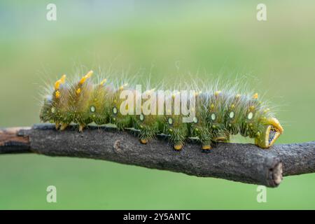 Primo piano di Moth Imperiale verde chiaro su avambraccio con sfondo blu. Foto Stock