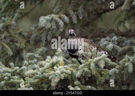 Grotta di abete rosso arroccata nell'albero di conifere, Denali National Park, Alaska Foto Stock