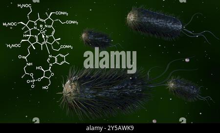 Il rendering 3d di E. coli è una delle fonti primarie di vitamina B12 nell'intestino umano. Foto Stock