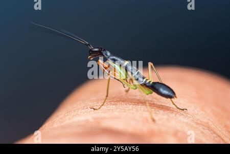 Piccole manti di preghiera con colori nero e verde sono in piedi sul dito di una persona. Foto Stock