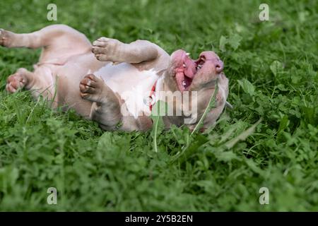 Un bullo americano rotola allegramente su un'erba verde e soffice, godendosi un pomeriggio di sole in un ampio cortile Foto Stock