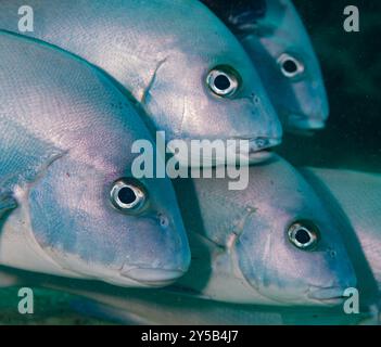 Minstrel Sweetlips, Plectorhinchus shotaf, Haemulidae, Malindi Marine National Park & Reserve, Kenya, Africa Foto Stock