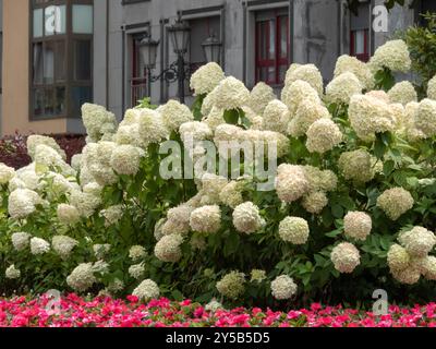 Hydrangea paniculata arbusto fiorito nel paesaggio urbano. Ortensie panicolate teste di fiori bianche. Foto Stock