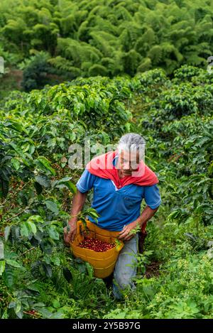 Uomo latino che raccoglie bacche di caffè da una pianta di caffè, piantagione di caffè biologico, Caldas, Colombia Foto Stock