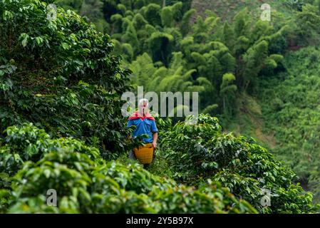 Uomo latino che raccoglie bacche di caffè da una pianta di caffè, piantagione di caffè biologico, Caldas, Colombia Foto Stock