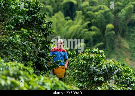 Uomo latino che raccoglie bacche di caffè da una pianta di caffè, piantagione di caffè biologico, Caldas, Colombia Foto Stock