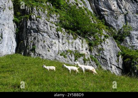 Capre a Ebenalp nelle alpi svizzere Foto Stock