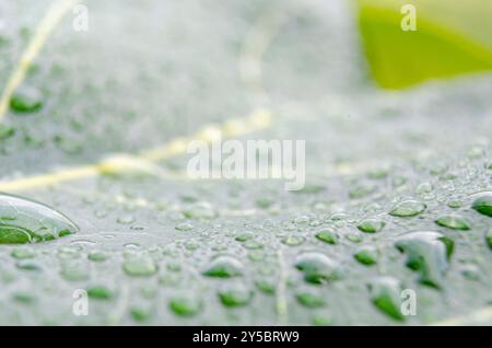 Primo piano di gocce di pioggia sulla foglia verde con spazio personalizzabile per testo o messaggi. Foto Stock