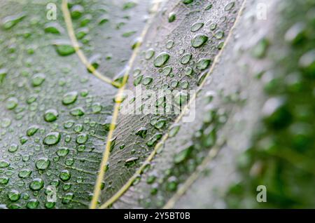 Primo piano di gocce di pioggia su foglia verde con spazio personalizzabile per il testo. Foto Stock