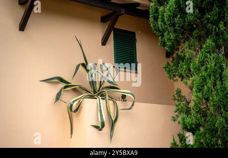 Un'agave che cresce in una finestra sulla parete esterna di un appartamento. Foto Stock