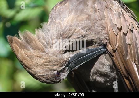 Scopus umbretta, noto anche come hamerkop, sta pulendo le sue piume. Uccello africano nello zoo Zlin Lesna in repubblica Ceca. Foto Stock