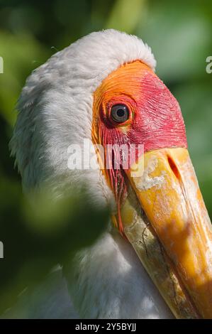 Mycteria ibis, nota anche come cicogna con fattura gialla. Primo piano ritratto della testa di un enorme uccello nello zoo Zlin Lesna, nella regione ceca. Foto Stock