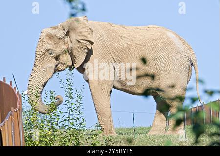 Loxodonta africana, alias elefante cespuglio africano nello ZOO Lesna Zlin in repubblica Ceca. Foto Stock