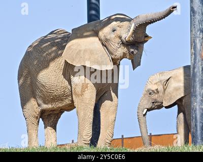 Loxodonta africana, alias elefante cespuglio africano con bambino nello ZOO Lesna Zlin in repubblica Ceca. Foto Stock