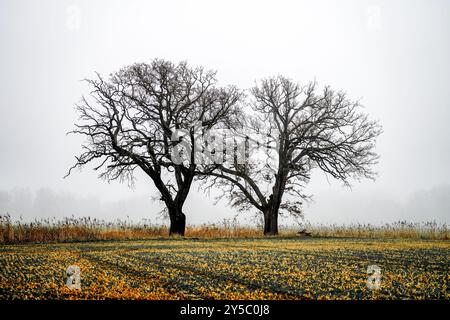 Paesaggio invernale sull'Elba. Foto Stock
