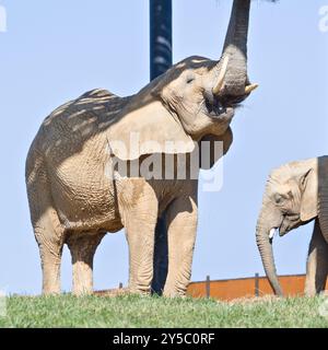 Loxodonta africana, alias elefante cespuglio africano con bambino nello ZOO Lesna Zlin in repubblica Ceca. Foto Stock