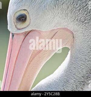 Pelecanus conspicillatus, alias Pelican australiano. Primo piano verticale. Dettaglio occhi. Enorme uccello nello zoo Lesna Zlin in repubblica Ceca. Foto Stock