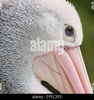 Pelecanus conspicillatus, alias Pelican australiano. Primo piano verticale. Dettaglio occhi. Enorme uccello nello zoo Lesna Zlin in repubblica Ceca. Foto Stock