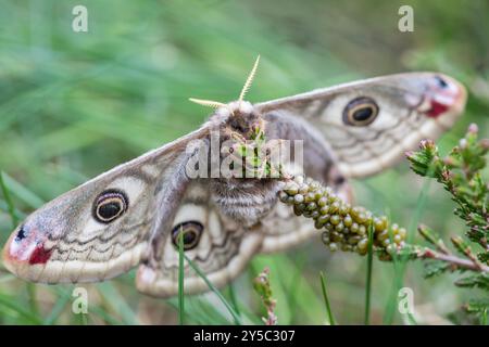 Piccola falena imperatore - Saturnia Pavonia, Canfranco, Huesca, Spagna Foto Stock