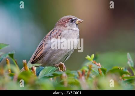 Passer domesticus, detto passero di casa arroccato sul cespuglio. Uccello comune nella repubblica Ceca. Foto Stock