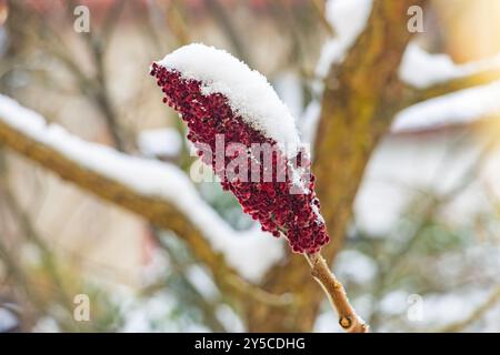 Rhus Typhina ricoperto di neve Foto Stock