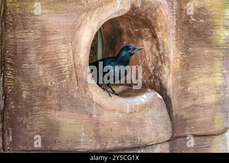 Lo starling alato rosso (Onychognathus morio) - uccello nero nella grotta del Safari Park a Dvur Kralove, nella Repubblica Ceca Foto Stock