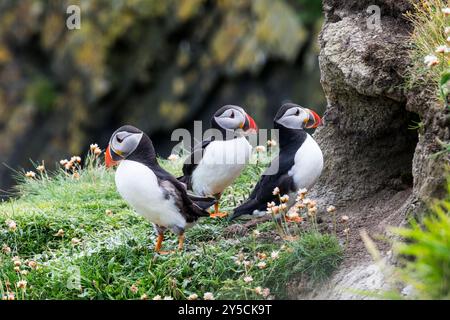 Tre pulcinelle di mare, Fratercula arctica, all'esterno della tana a Sumburgh Head, Shetland Mainland. Foto Stock
