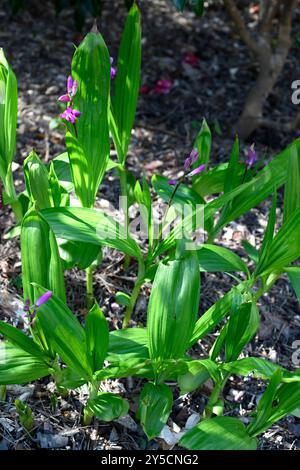 L'orchidea macinata cinese (Bletilla striata) è un'erba amedicinale perenne originaria della Cina, del Giappone e della Corea. Foto Stock