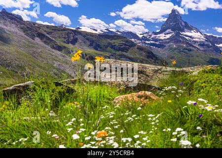 Famosi itinerari escursionistici in Svizzera , Canton Vallese - cinque laghi di montagna più belli di Zermatt. Prato floreale e montagna simbolo del Cervino Foto Stock