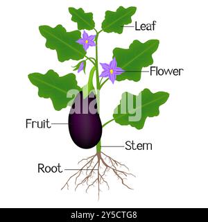 Illustrazione che mostra parti della melanzana. Illustrazione Vettoriale