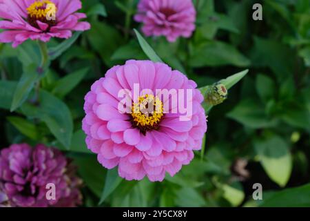 Fiore del crisantemo a Biei Furano Hokkaido Giappone a settembre Giardini dei Fiori panoramici Shikisai-no-oka Foto Stock