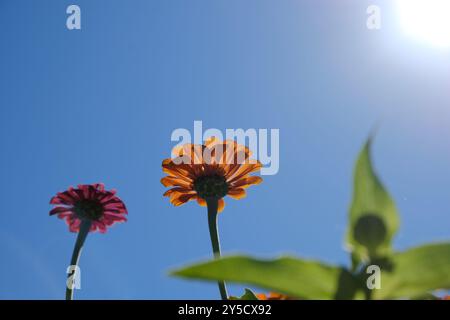 Fiore del crisantemo a Biei Furano Hokkaido Giappone a settembre Giardini dei Fiori panoramici Shikisai-no-oka Foto Stock