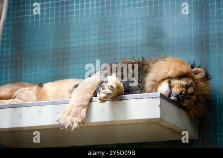Un leone può essere visto comodamente dormire su una sporgenza nello zoo di Berlino, mostrando la sua maestosa presenza durante un momento sereno. Foto Stock