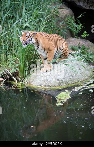 Una tigre si vede in piedi su una roccia vicino all'acqua, circondata da una vegetazione lussureggiante allo zoo di Berlino in Germania. Foto Stock